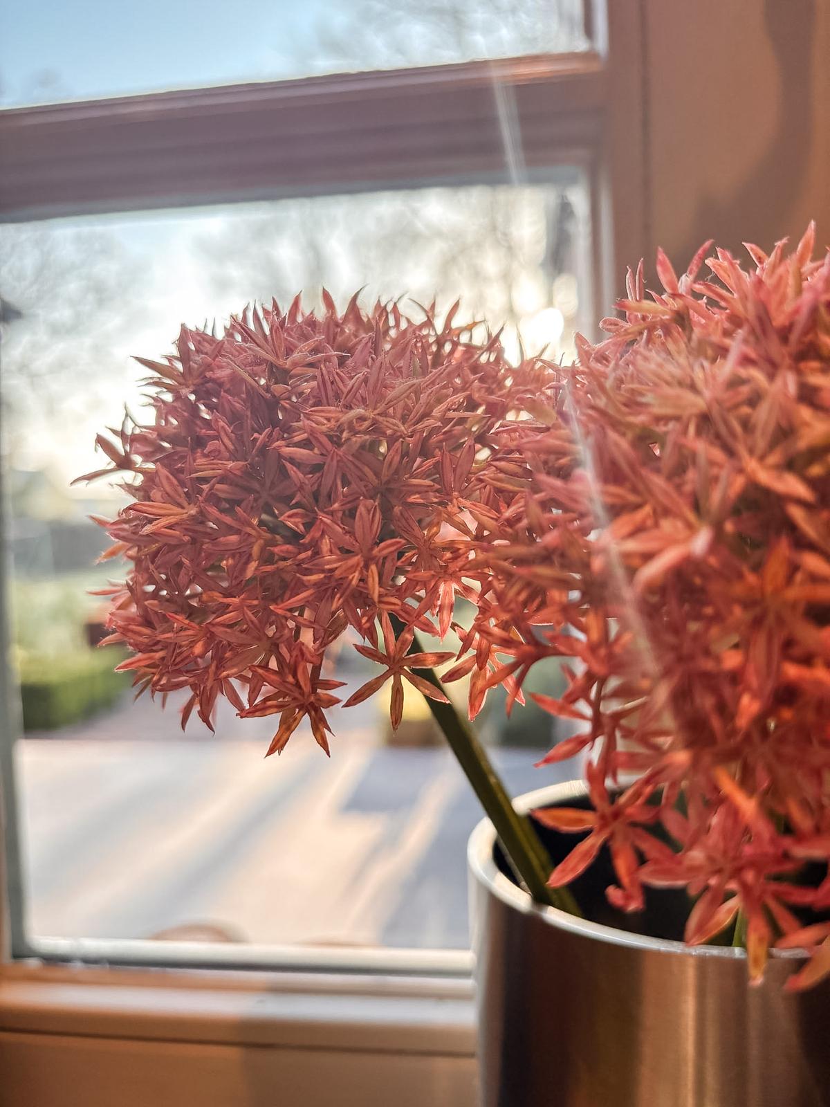 Rooted to Rise — bloem