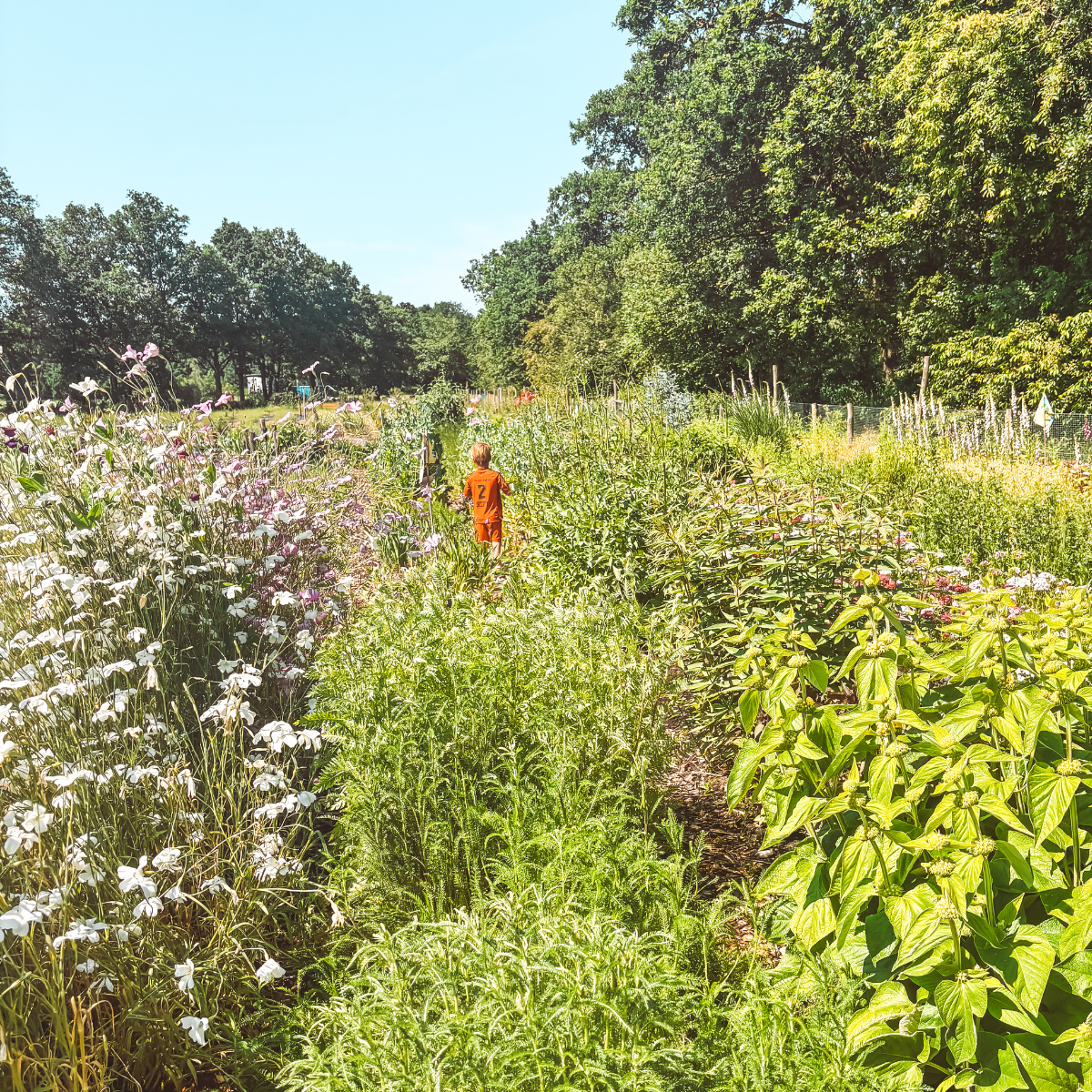 Kind loopt door bloeiende tuin